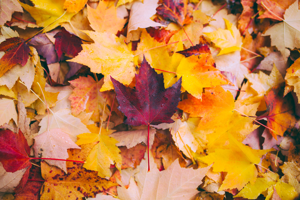 Fiera d'Autunno