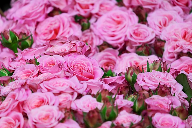 Festa delle Rose locandina