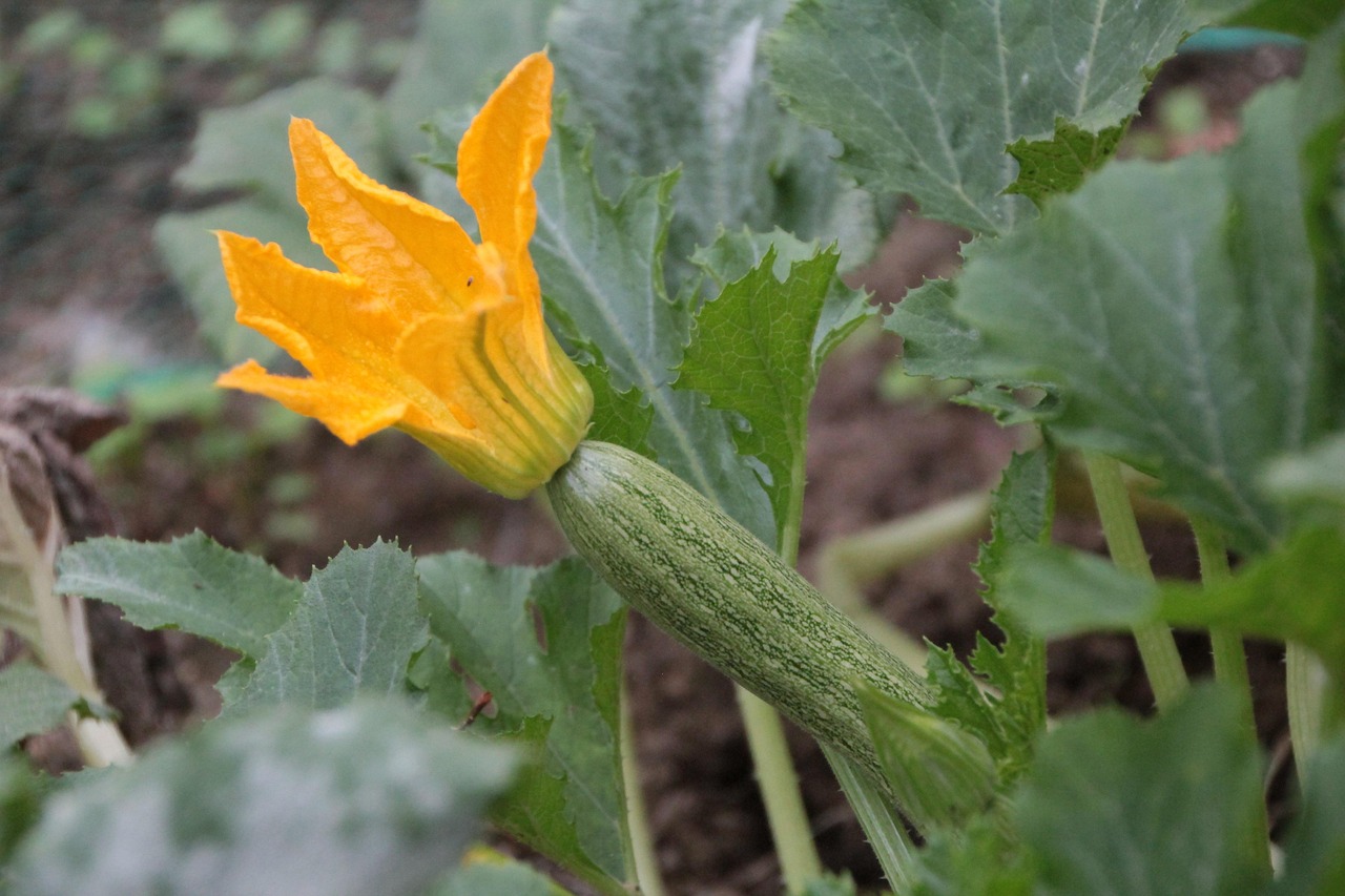 Fiera dello zucchino 2025