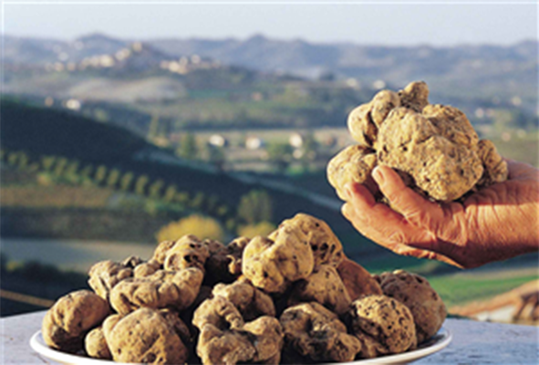 Fiera Nazionale del Tartufo Bianco Montechiaro d'Asti