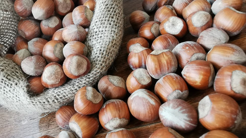 Locandina evento Fiera della Nocciola – 2025 - 166a Edizione
