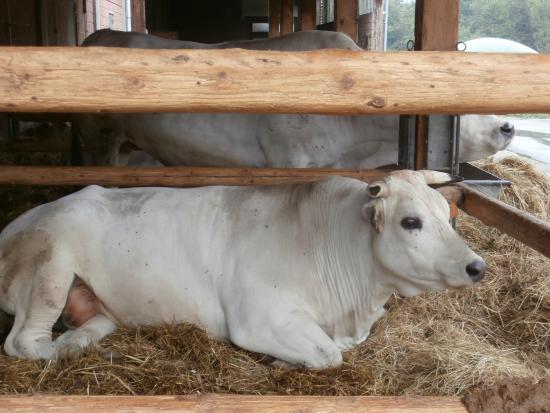 Locandina evento - Fiera del Bestiame di San Desiderio