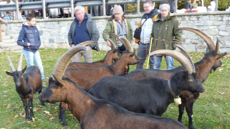 Rassegna Caprina Castellamonte