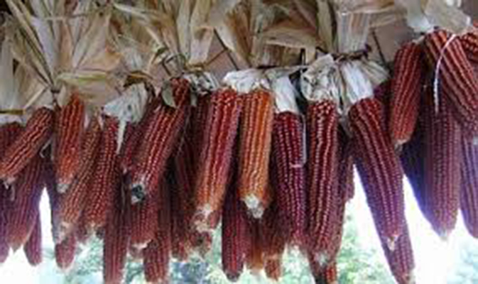 Pignoletto Rosso Banchette