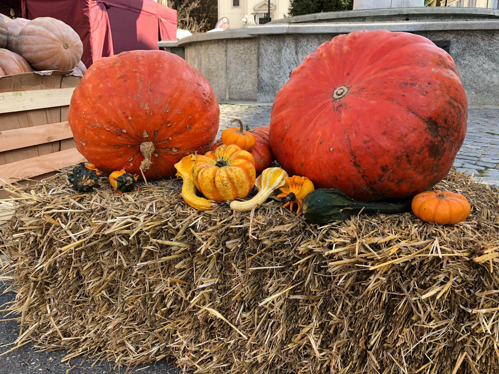 Sagra della Zucca