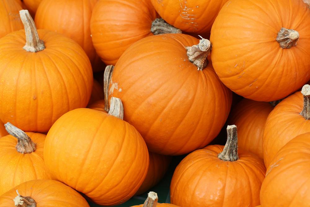 Fiera Nazionale della Zucca - La Zucca delle Meraviglie